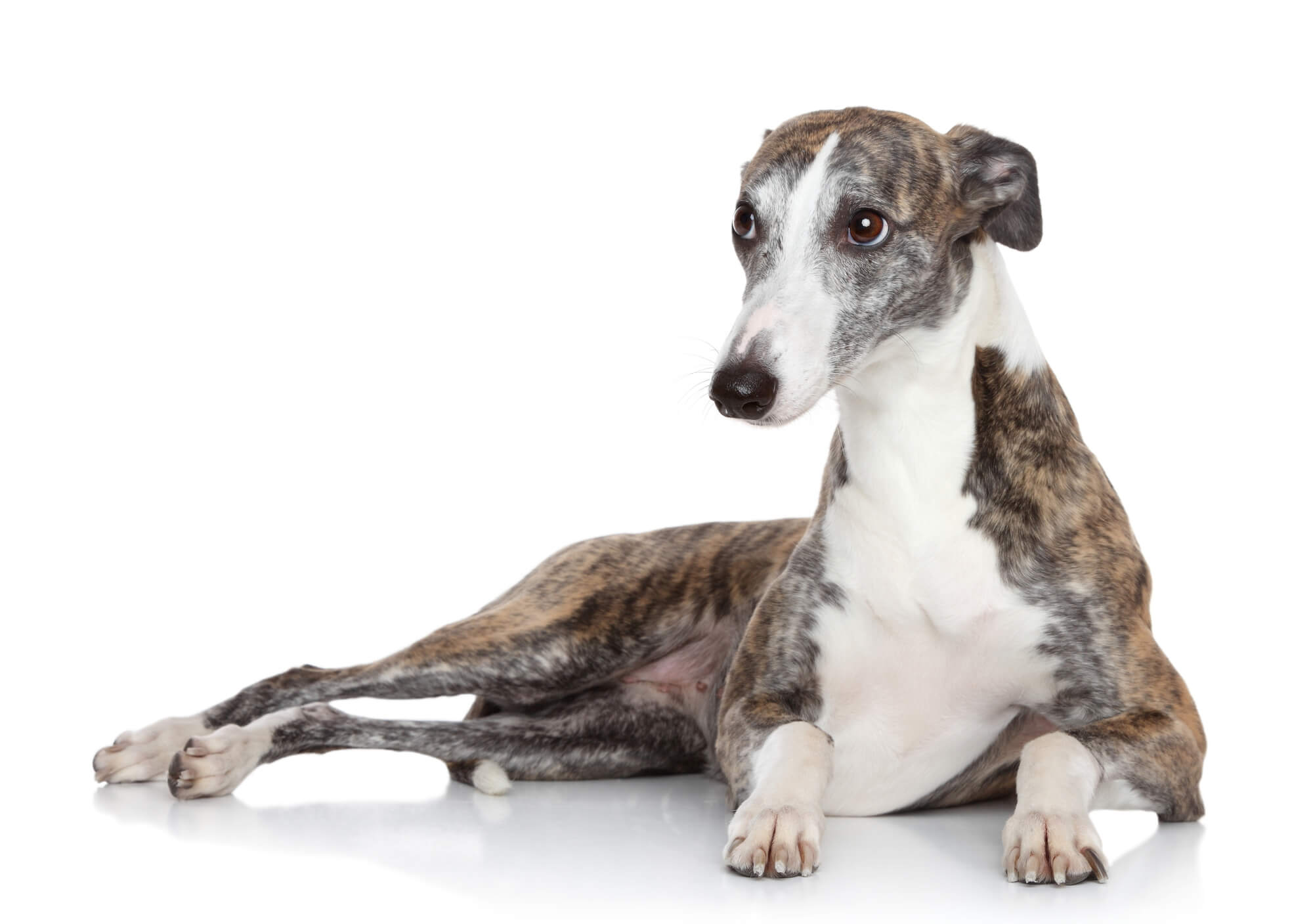 グレーハウンドはどんな犬種？まず知っておきたい基礎知識